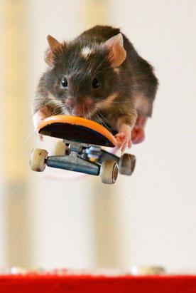 Professional performance of skateboarding by a mouse