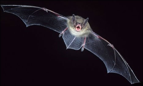 As a result of a corona virus bats are found in Saudi Arabia