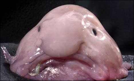 The title of the world’s most ugly animal found a fish