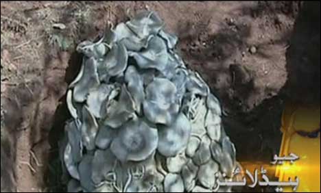 The world’s largest mushroom discovered in China