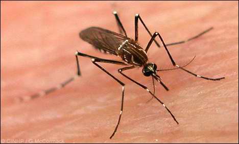 Dengue Fever outspread in Karachi